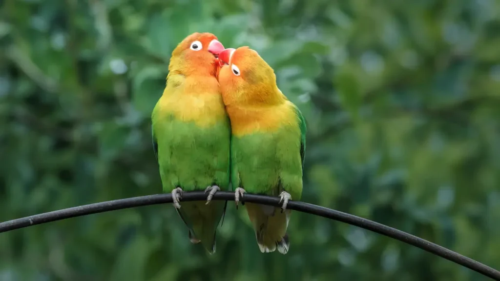 Agapornis é uma boa ave de estimação?