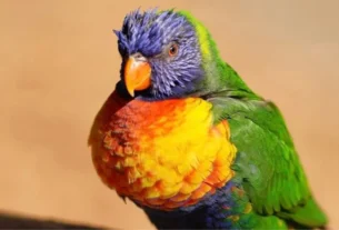 Alimentação de aves correta