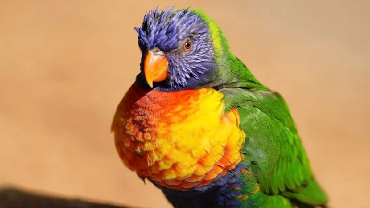 Alimentação de aves correta