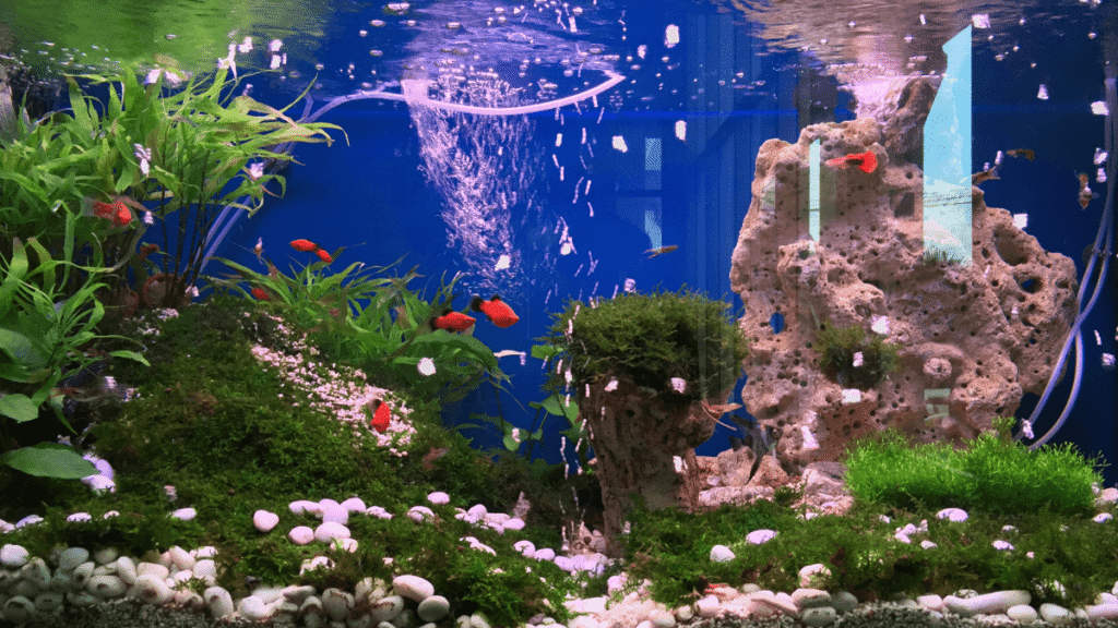 Amônia alta não é azar, é sinal de alerta