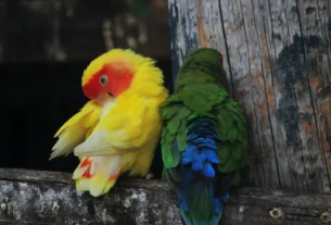 Arrancamento de Penas