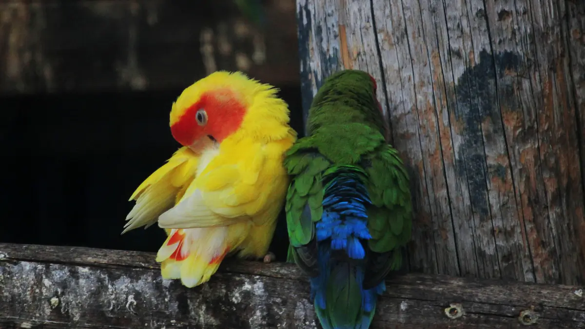 Arrancamento de Penas