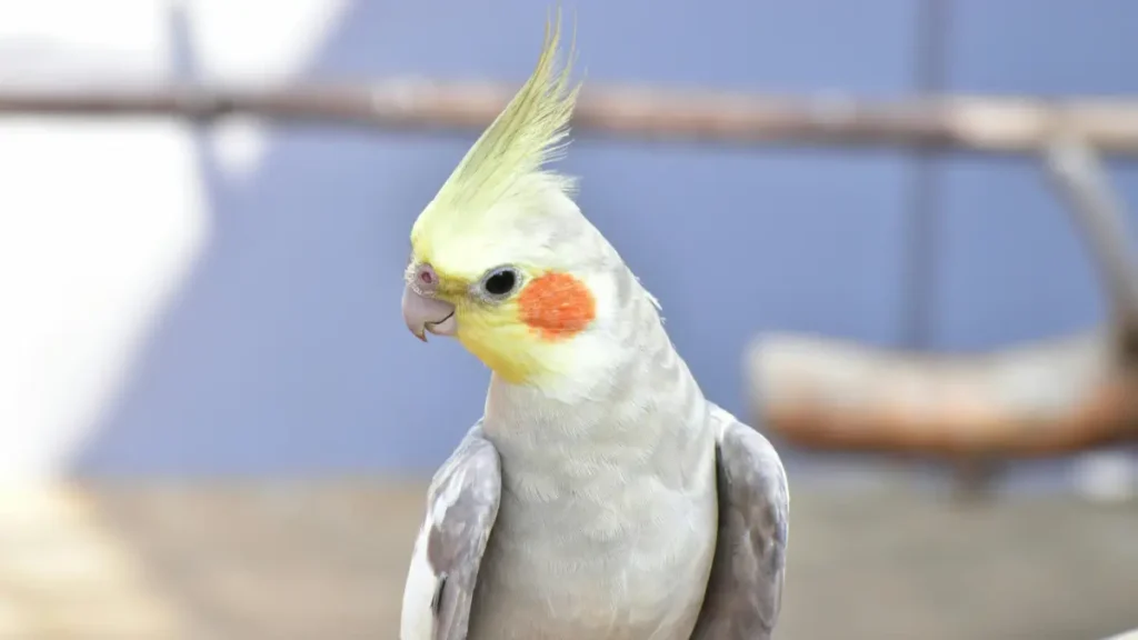 Calopsita pode viver solta