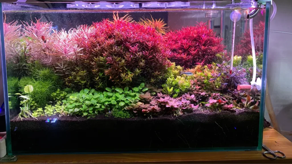 Carvão ativado faz mal aos peixes