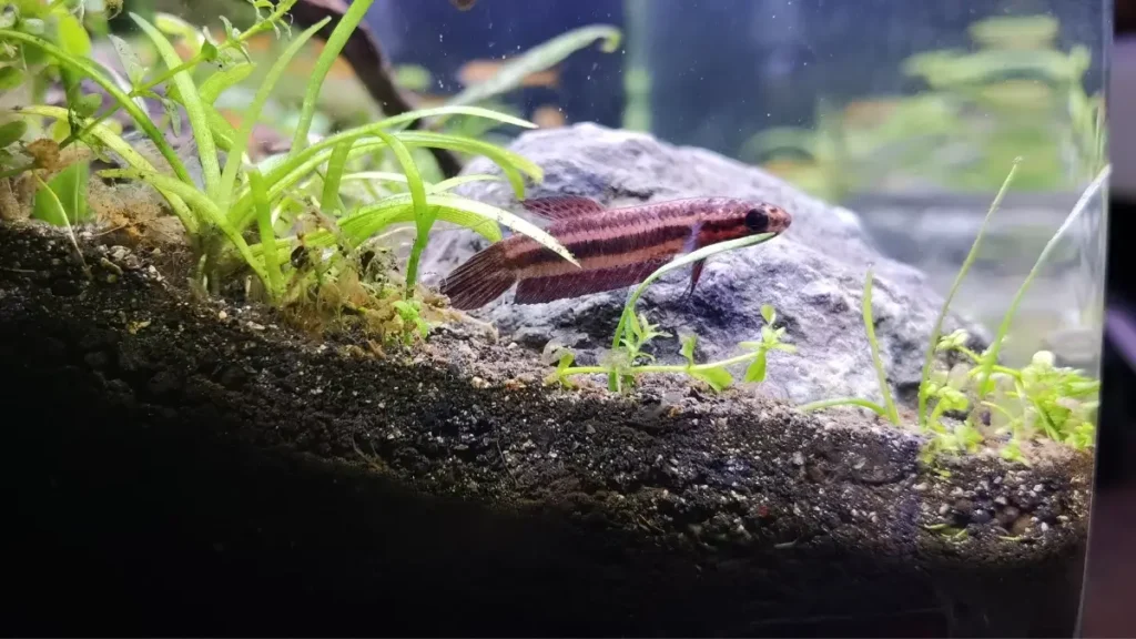 Carvão ativado no aquarismo plantado