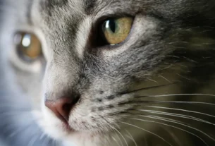 Castração de gatos