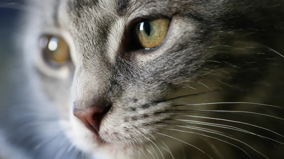 Castração de gatos