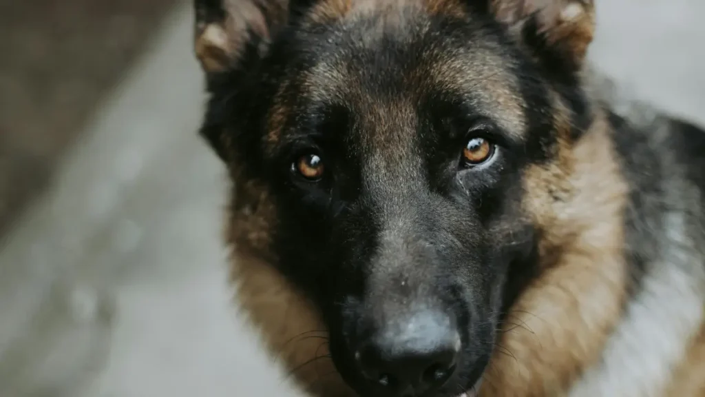 Colares inteligentes substituem o veterinário
