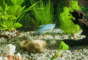 Como Salvar seu Aquário em 24 Horas