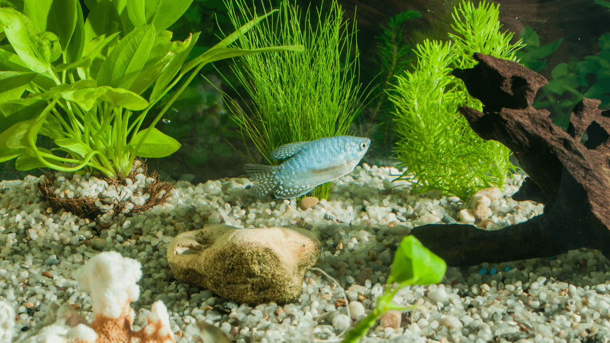 Como Salvar seu Aquário em 24 Horas