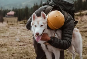 Como ensinar seu cão a responder a comandos de segurança