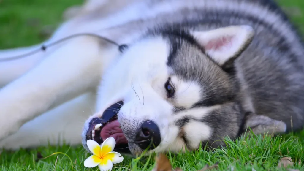 Como ensinar seu cão a responder  comandos de segurança