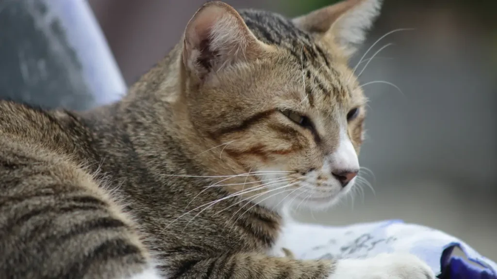 Como identificar o tipo de miado do seu gato