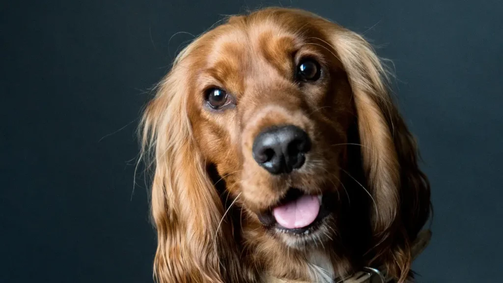 O futuro da tecnologia no cuidado com cães urbanos