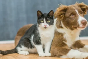 Quantas vezes por dia meu pet deve comer