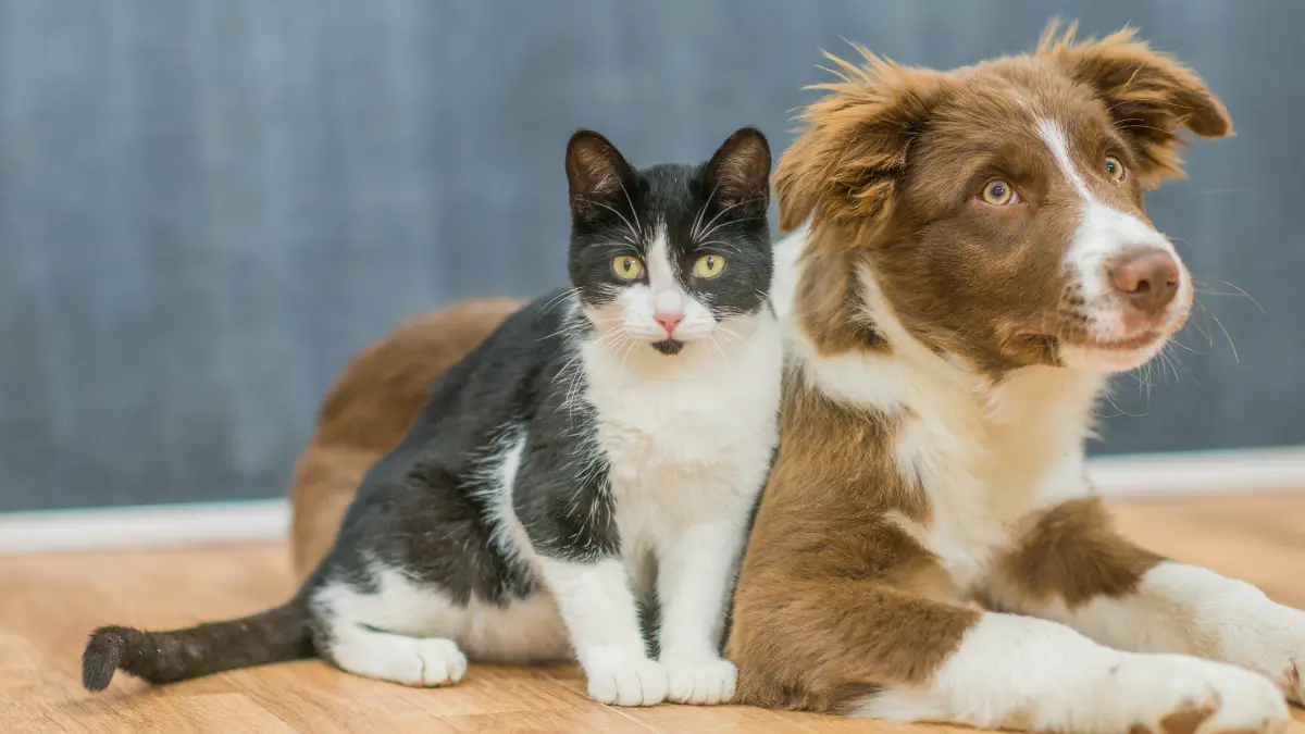 Quantas vezes por dia meu pet deve comer