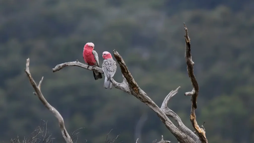 Sinais de Alerta Como Identificar o Problema