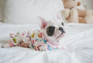 cachorro para apartamento