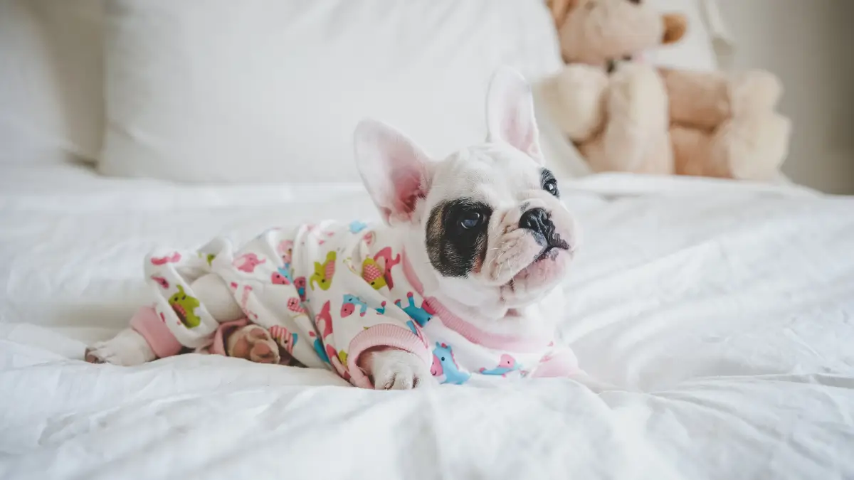 cachorro para apartamento