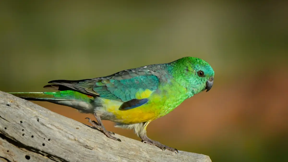 como criar um ambiente seguro para aves em casa