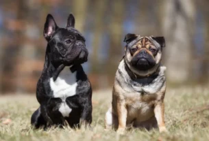 ensinar seu cachorro a sentar