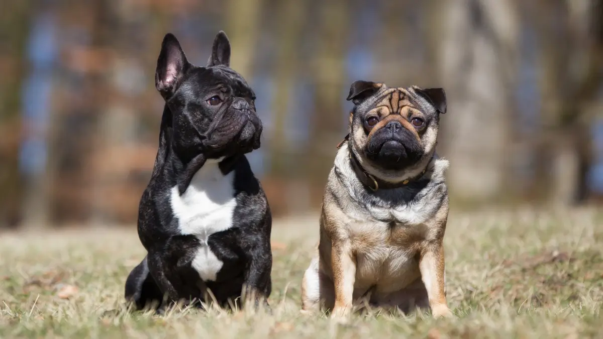ensinar seu cachorro a sentar