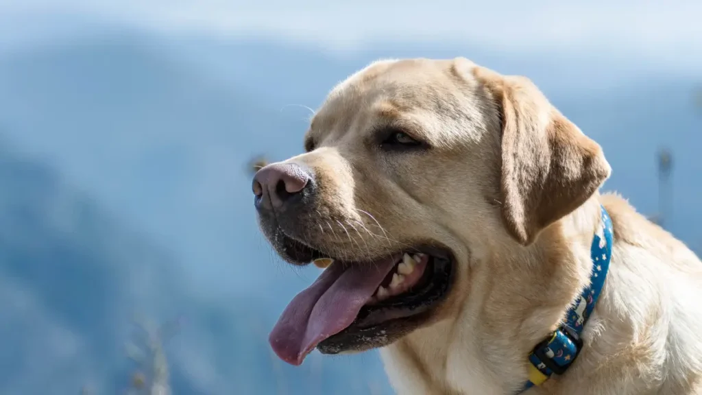 ensinar seu cão a responder a comandos de segurança