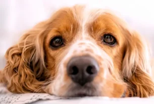 estresse em cachorros