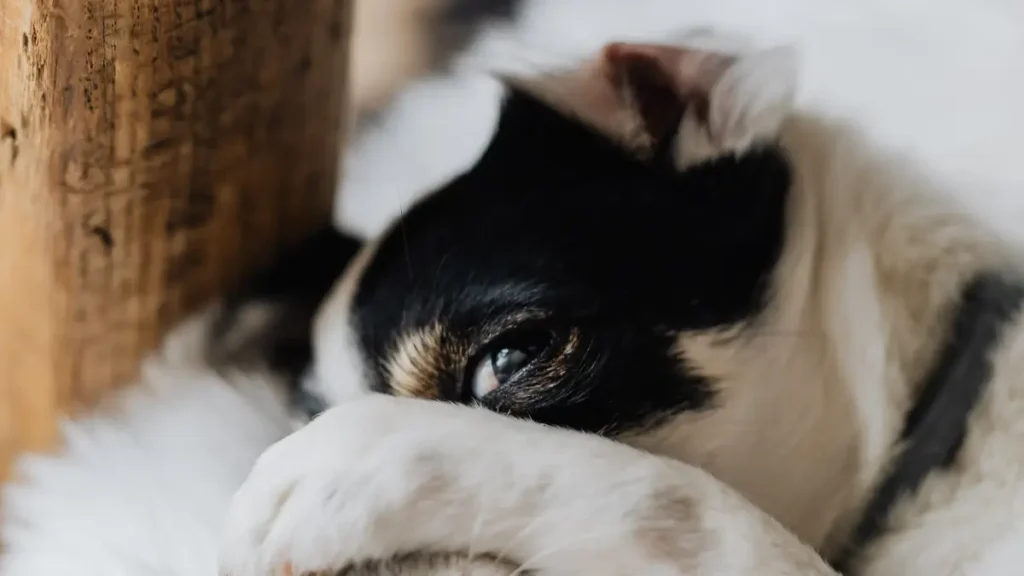 estresse em cachorros