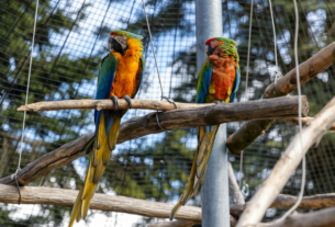 Aves Silvestres e o IBAMA