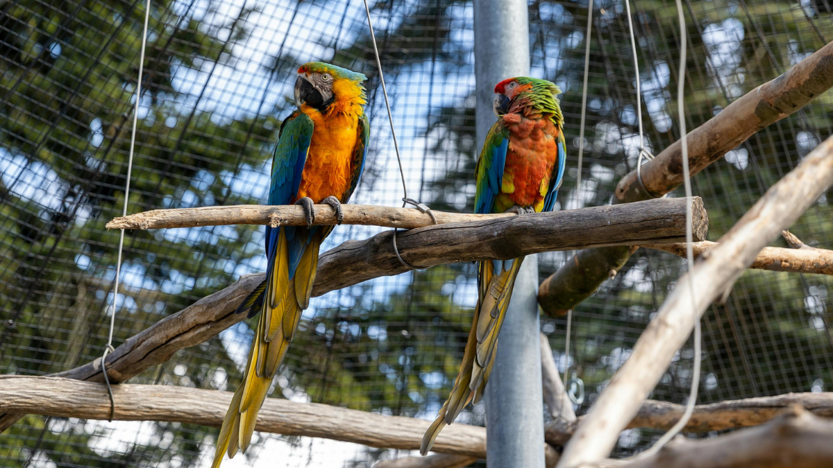 Aves Silvestres e o IBAMA