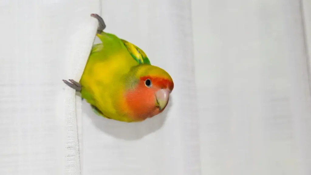 Casos reais e alertas veterinários