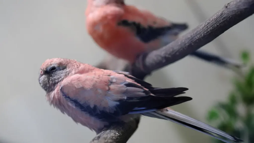 Como identificar se o passarinho está doente ou deprimido