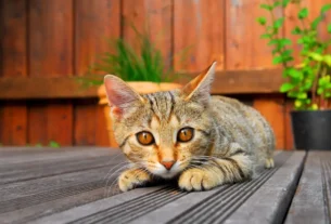 Como identificar sinais de dor oculta no seu gato