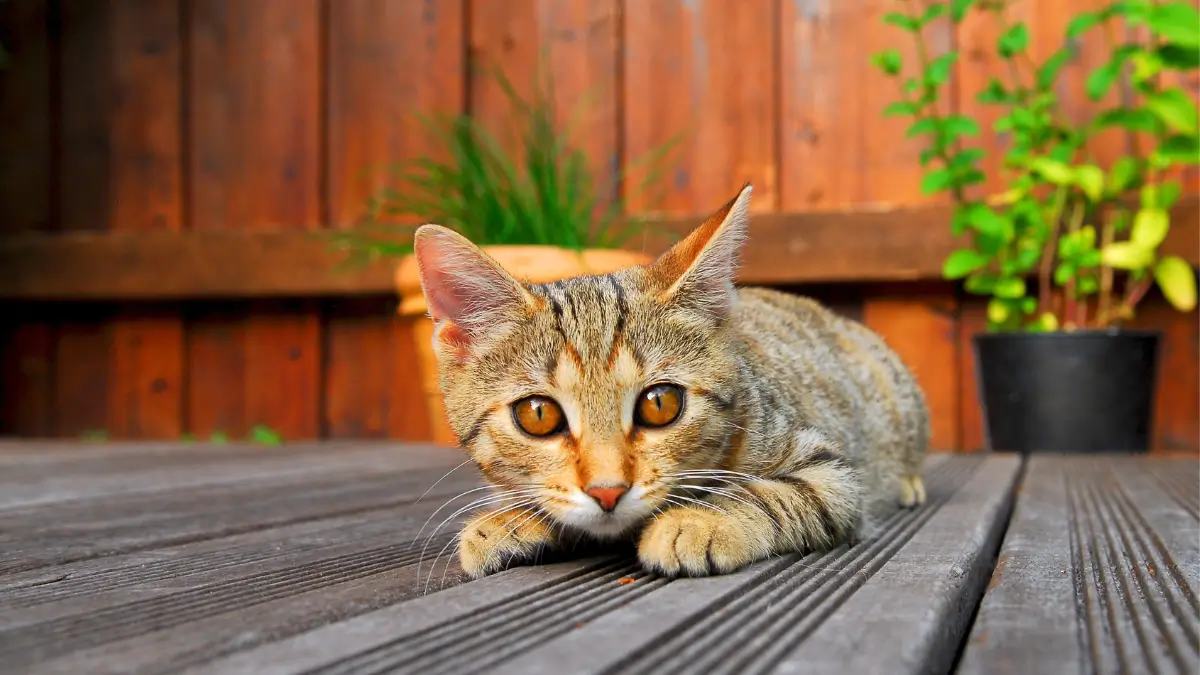 Como identificar sinais de dor oculta no seu gato