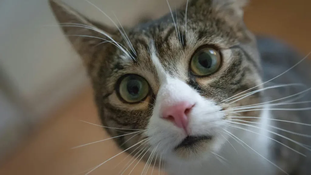 Comportamentos agressivos ou isolamento excessivo