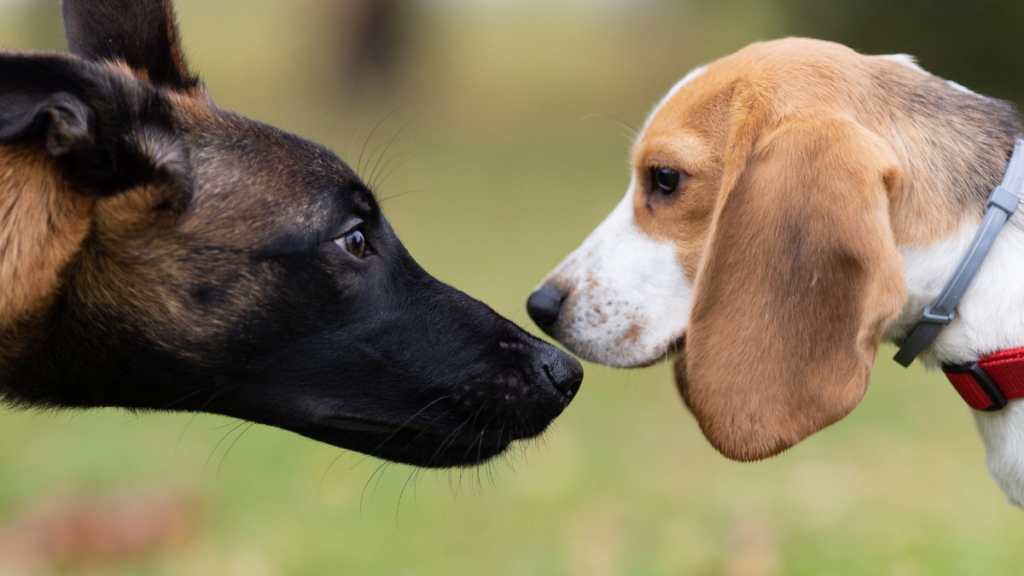 Dicas para usar colares rastreadores GPS com segurança 