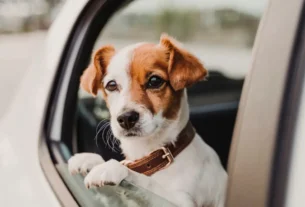 Erros ao Transportar Seu Pet