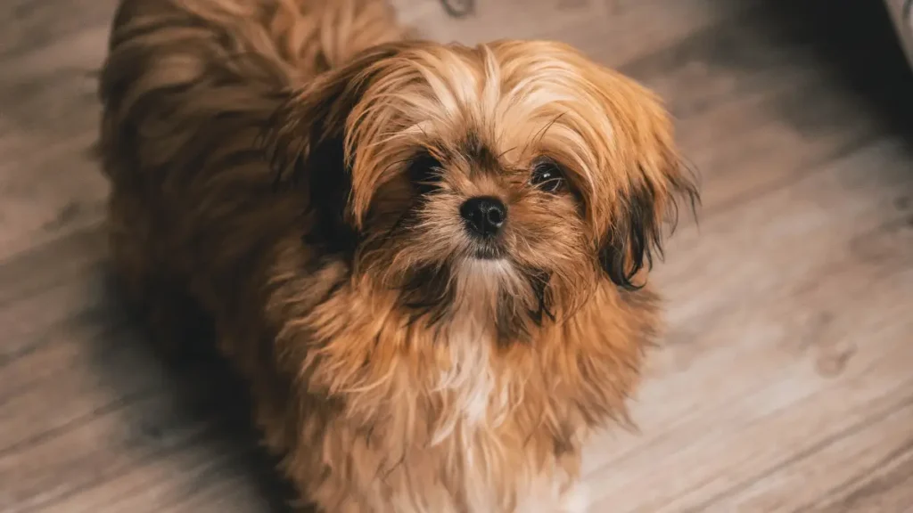 Erros comuns na higiene e limpeza em lares com pets