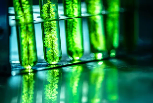 Evitar Algas no Aquário de Água Doce