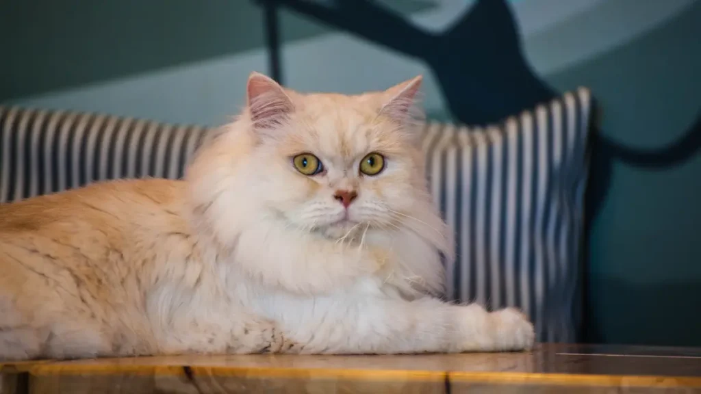 Gato persa é ideal para você