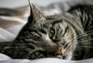 Gatos em Apartamento