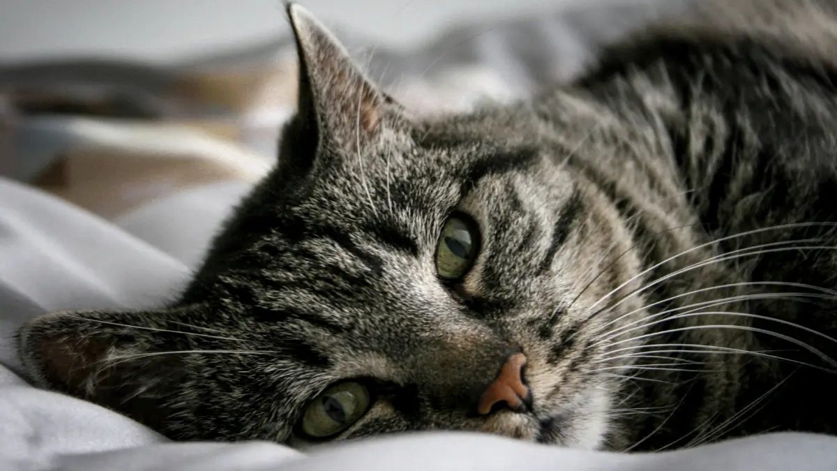 Gatos em Apartamento