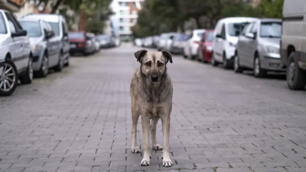 Importância da Lei de Sansão para a sociedade