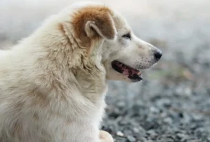 Lei de Sansão no Brasil