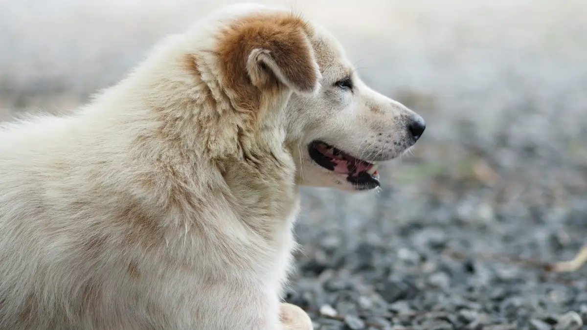 Lei de Sansão no Brasil