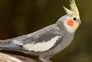 Linguagem Corporal das Calopsitas