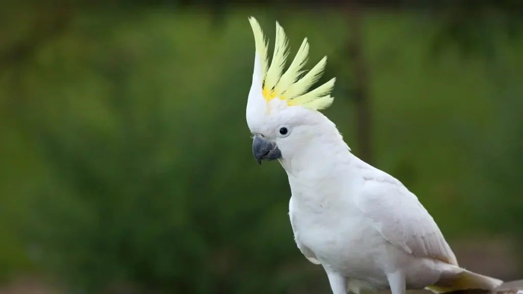 Outros sinais corporais importantes nas calopsitas