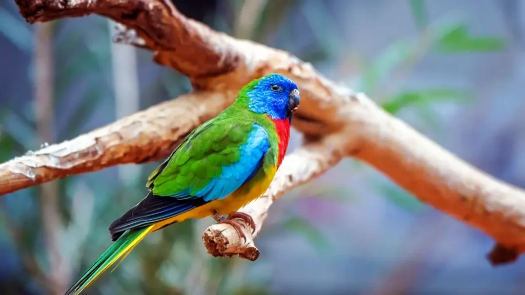 Passarinho triste no canto pode morrer