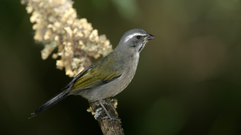 Passo a passo para regularizar a posse de aves silvestres